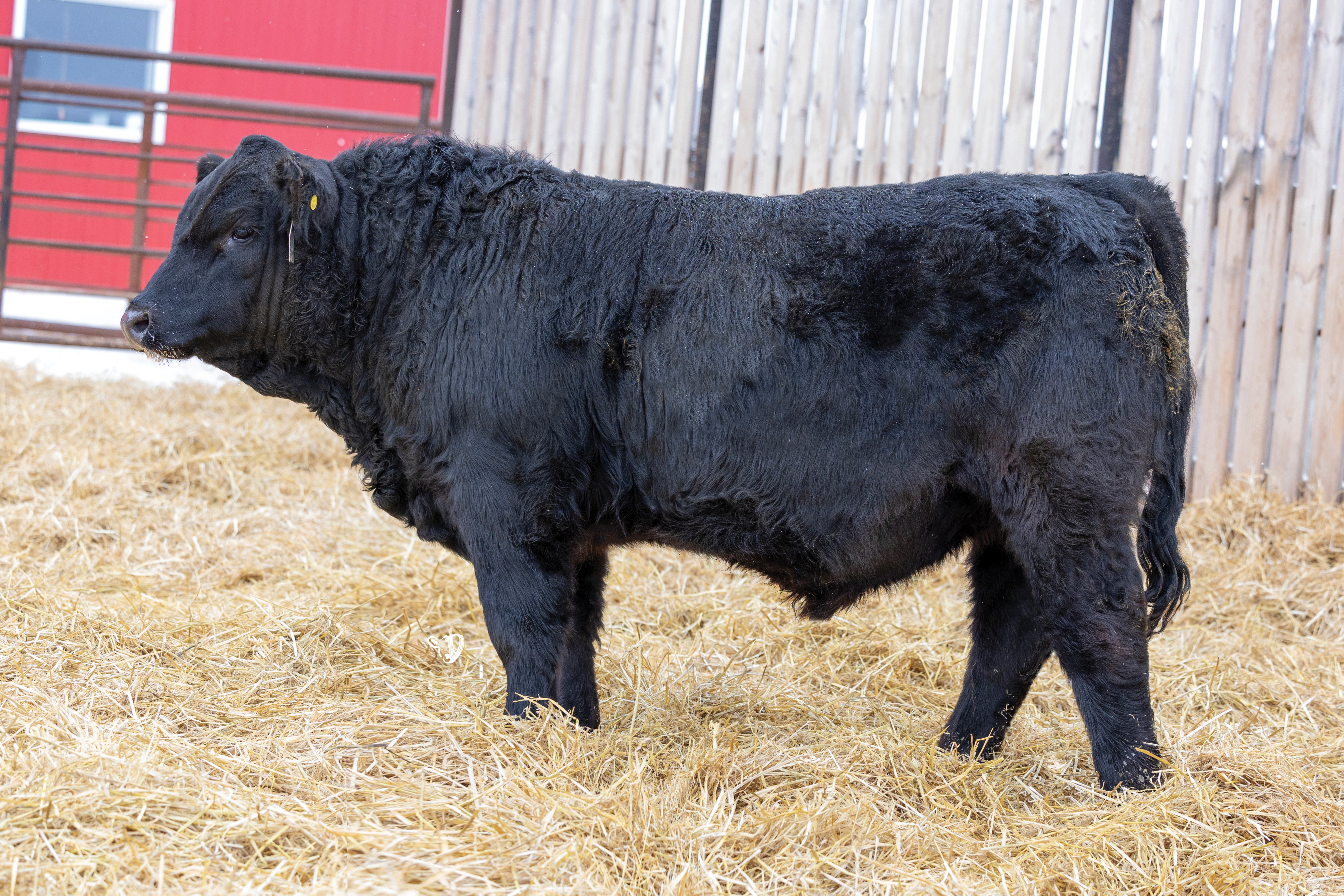 Yearling Bull